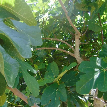 Taula * Matino